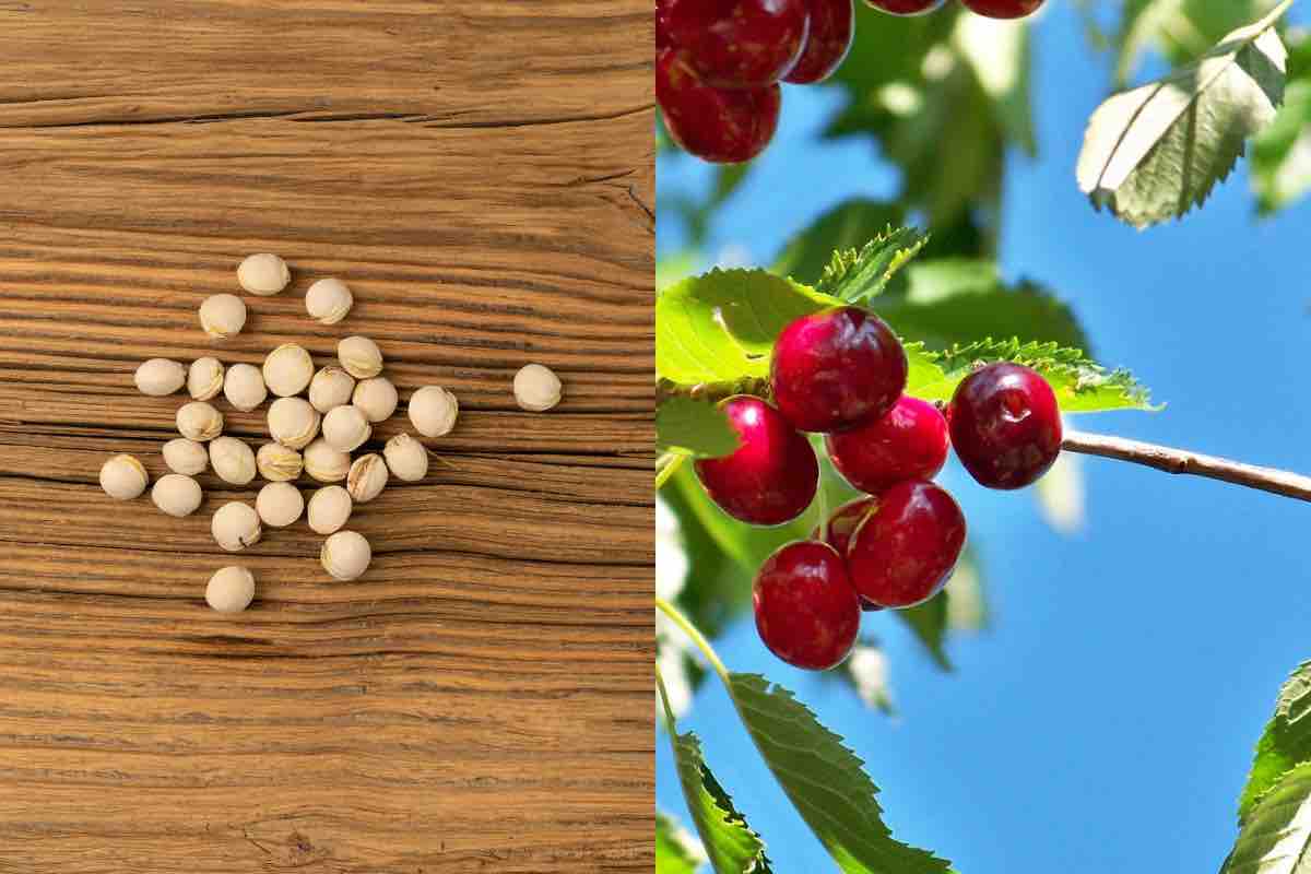 noccioli