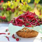 Il peperoncino estremo che unisce gusto e potenza