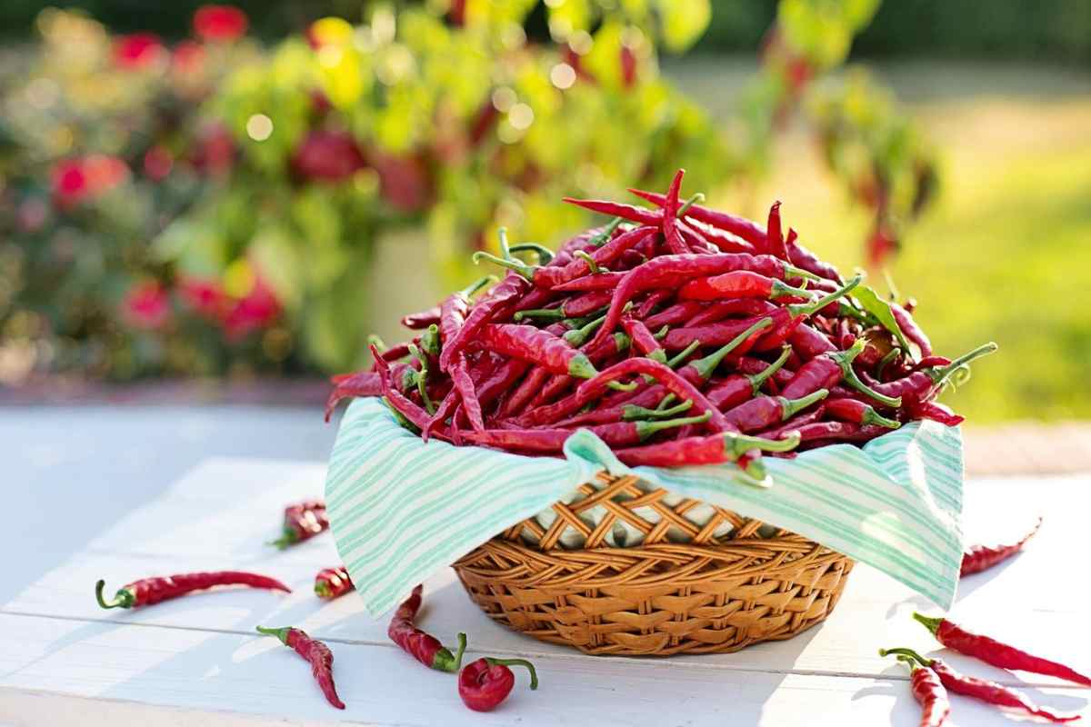 Il peperoncino estremo che unisce gusto e potenza