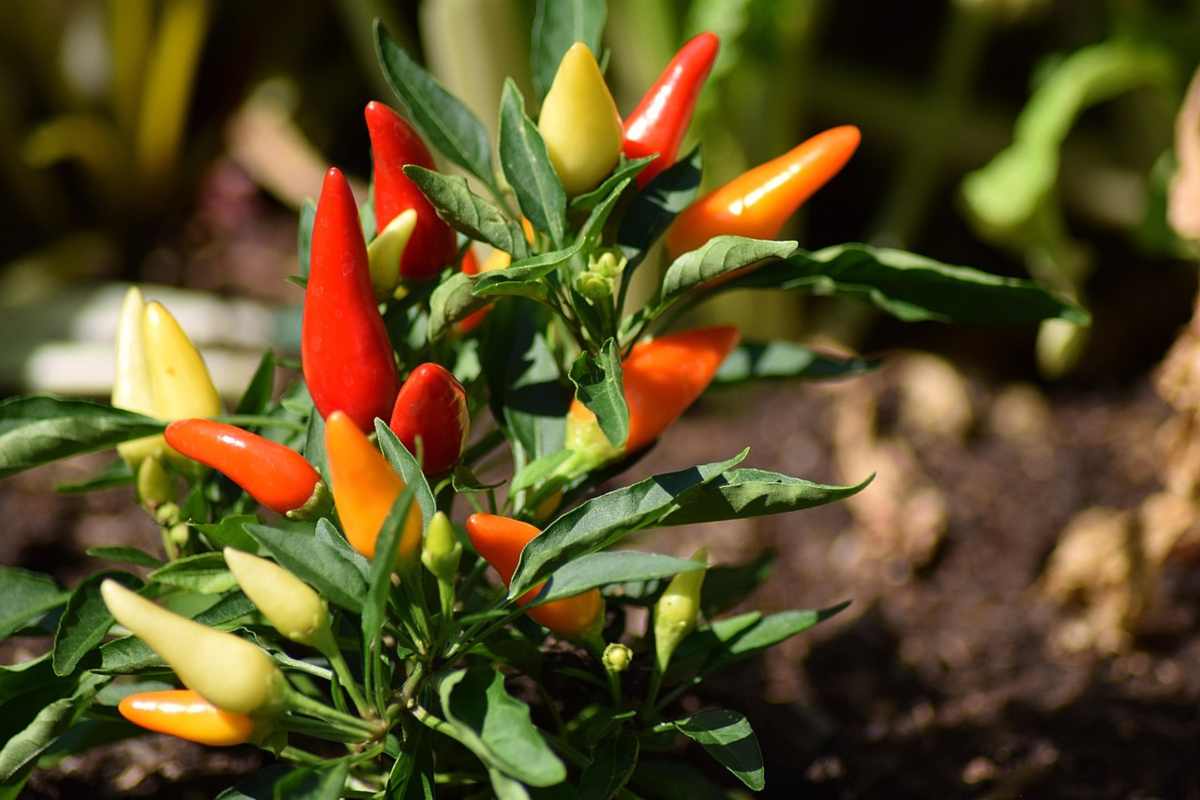 Il peperoncino estremo che unisce gusto e potenza.