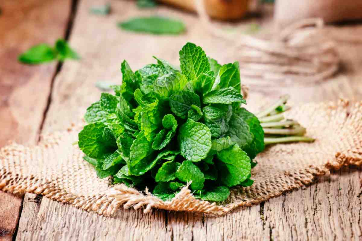Torta alla menta