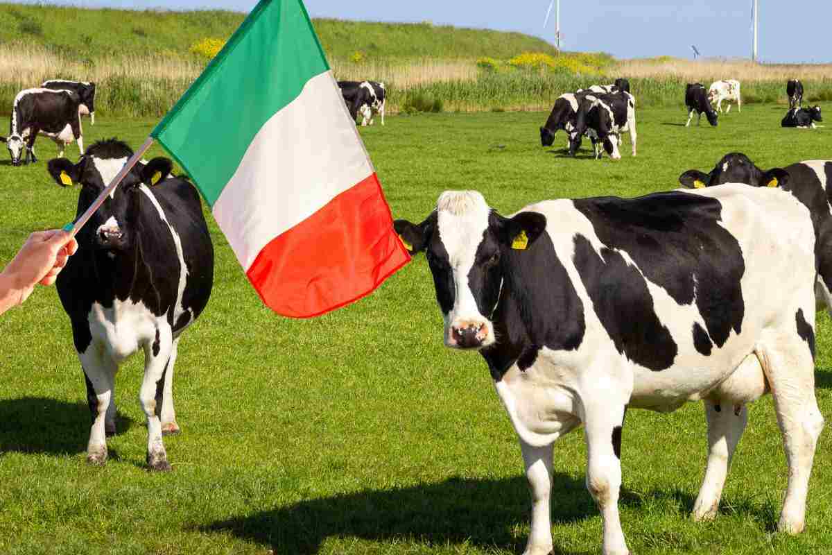 carne lidl